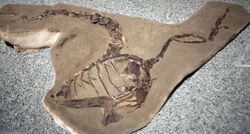 Dinosaur fossil (1).jpg