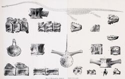 Drawings of a skeleton with a long neck and various bones