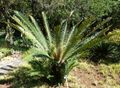 Encephalartos altensteinii, habitus, Pretoria.jpg