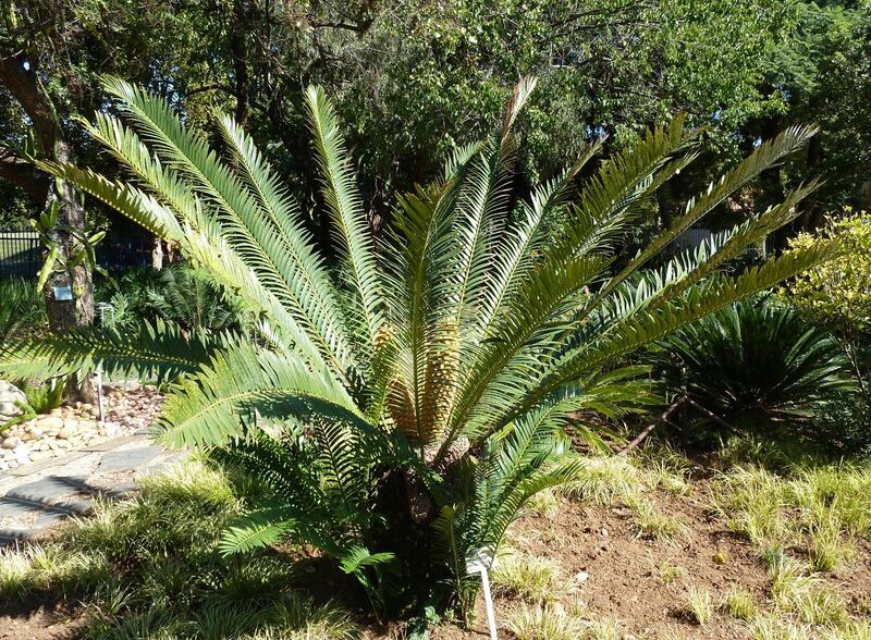 File:Encephalartos altensteinii, habitus, Pretoria.jpg