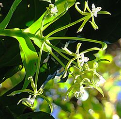 Epidendrum lacustre (10909643113).jpg