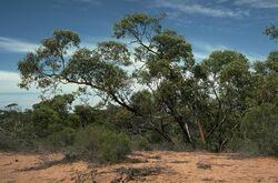 Eucalyptus yumbarrana.jpg