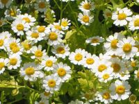 Feverfew.jpg