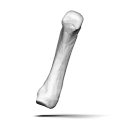 Fifth metacarpal bone (left hand) - animation02.gif