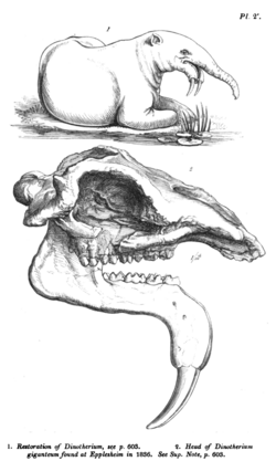 Illustration of remains and a reconstruction of the Dinotherium from the first US edition of William Buckland's Bridgewater Treatise (1837)