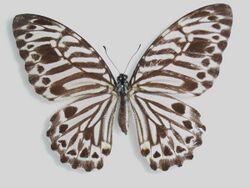 Graphium delessertii Female.jpg