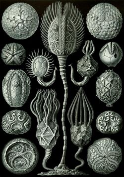 Haeckel Cystoidea.jpg