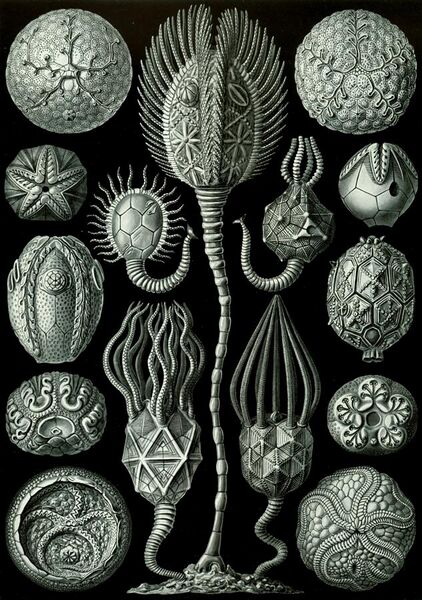 File:Haeckel Cystoidea.jpg