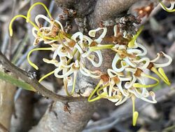 Hakea platysperma flowers.jpg