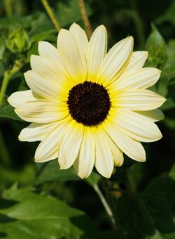 Helianthus debilis subsp. cucumerifolius 'Vanilla Ice' 2015-08-30 02.jpg