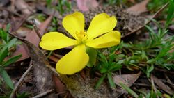 Hibbertia procumbens (6691568261).jpg