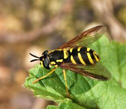 Hoverfly December 2007-5.jpg