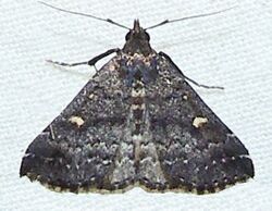Hypenula cacuminalis - Long-Horned Owlet Moth (15438609394).jpg