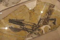 Ikrandraco-Paleozoological Museum of China.jpg