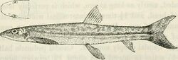Image from page 186 of "Catalogue of the fresh-water fishes of Africa in the British Museum (Natural History)" (1909).jpg
