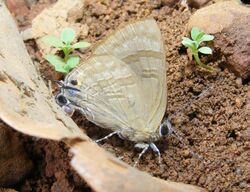 Indigo Flash Rapala varuna Matheran DSCF2046 (12). At Matheran, Raigad District Maharashtra India.JPG