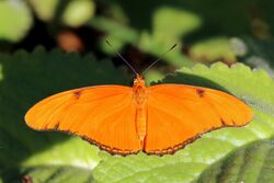 Julia butterfly (Dryas iulia delila) female J.JPG