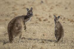 Kangaroo Island Western grey kangaroo (Macropus fuliginosus fuliginosus) female with joey 2.jpg