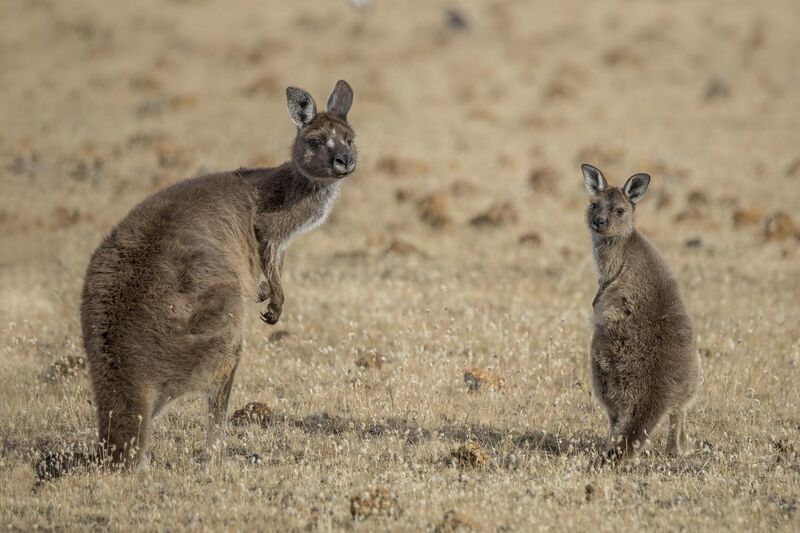 File:Kangaroo Island Western grey kangaroo (Macropus fuliginosus fuliginosus) female with joey 2.jpg