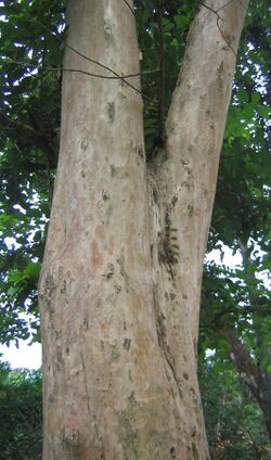 Lagerstroemia microcarpa 3.jpg