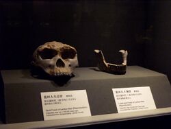 Lantian Man skull and jaw.jpg