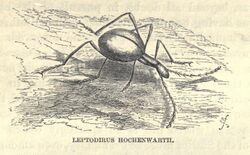 Leptodirus.JPG