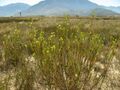 Leucadendron flexuosum 18885894.jpg