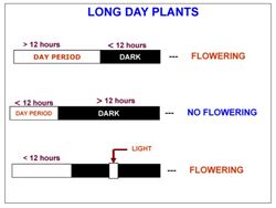 Long Day Plants.jpg
