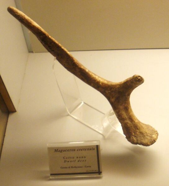 File:Megaloceros cretensis - palco.JPG