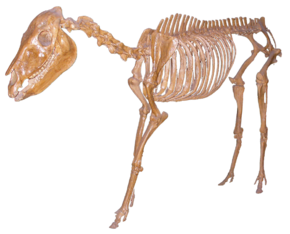Merychippus skeletal reconstruction.png