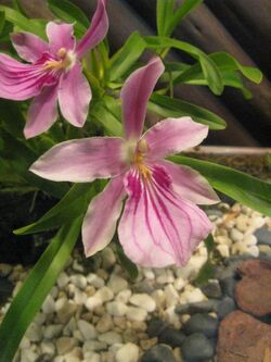 Miltonia spectabilis2.jpg