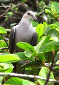 Mountain Imperial Pigeon.jpg