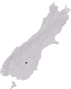 NZAcrididae5.png