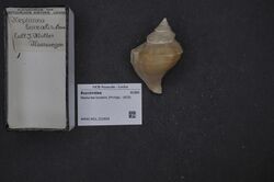 Naturalis Biodiversity Center - RMNH.MOL.202688 - Neptunea borealis (Philippi, 1850) - Buccinidae - Mollusc shell.jpeg