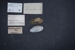 Naturalis Biodiversity Center - ZMA.MOLL.418089 - Elliptio lanceolata (Lea, 1828) - Unionidae - Mollusc shell.jpeg