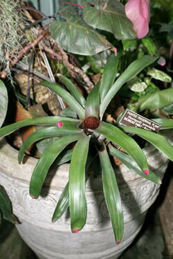 Neoregelia spectabilis 1.jpg