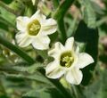 Nicotiana obtusifolia flower.jpg