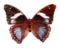 Novitates Zoologicae1900PlateXII, Charaxes phaeus, ♀.jpg