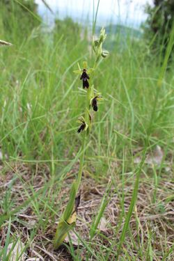 Ophrys insectifera habit.jpg