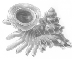 Opisthostoma everettii shell.png
