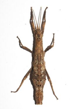 Orestes bachmaensis, female dorsal.jpg