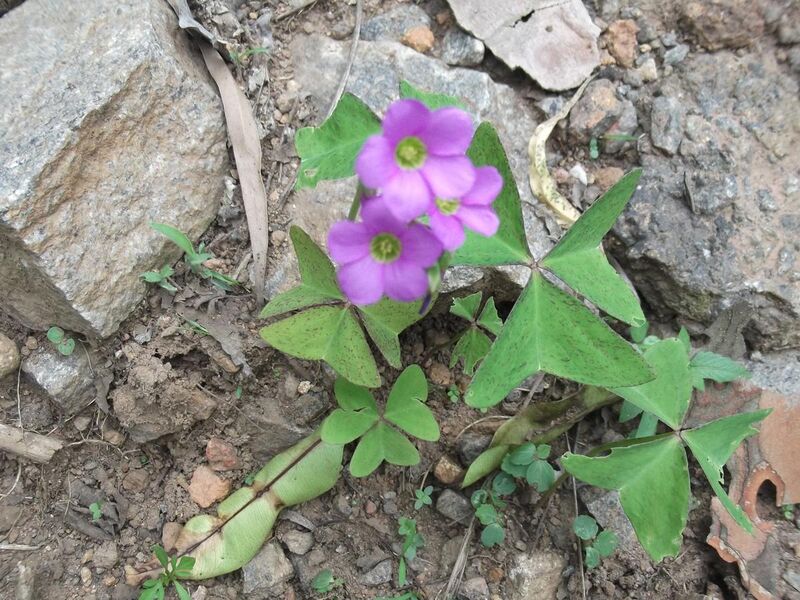 File:Oxalis latifolia-1-roadside-yercaud-salem-India.JPG
