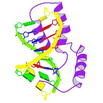 PBB Protein SRY image.jpg