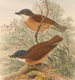 Pachycephala hyperythra - The Birds of New Guinea (cropped).jpg