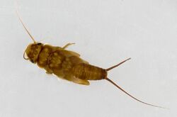 Paragnetina kansensis nymph.jpg