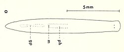 A simple narrow flatworm with two eyes. Illustrated guides indicate it's at least ten millimeters long.