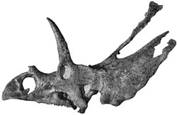 Pentaceratops sternbergii holotype AMNH6325.jpg
