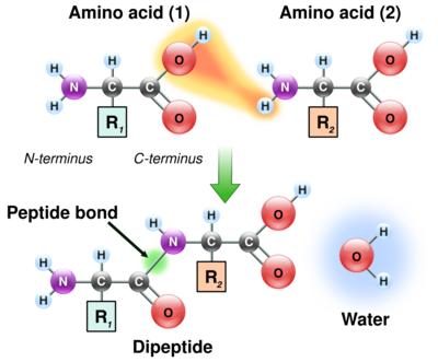 Two amino acids are shown next to each other. One loses a hydrogen and oxygen from its carboxyl group (COOH) and the other loses a hydrogen from its amino group (NH2). This reaction produces a molecule of water (H2O) and two amino acids joined by a peptide bond (–CO–NH–). The two joined amino acids are called a dipeptide.