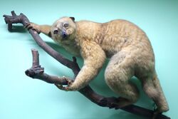 Perodicticus potto - Royal Museum for Central Africa - DSC06787.JPG