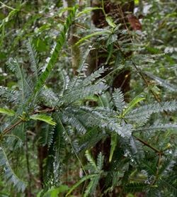 Phyllanthus balgooyi branch.jpg